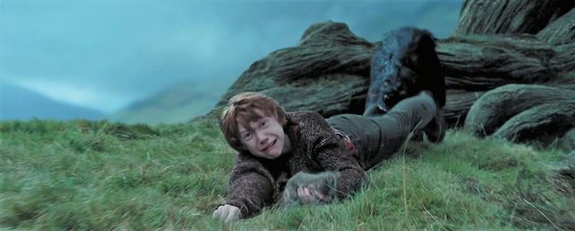 Rony Weasley é arrastado para dentro do Salgueiro Lutador por Sirius Black transformado em cão